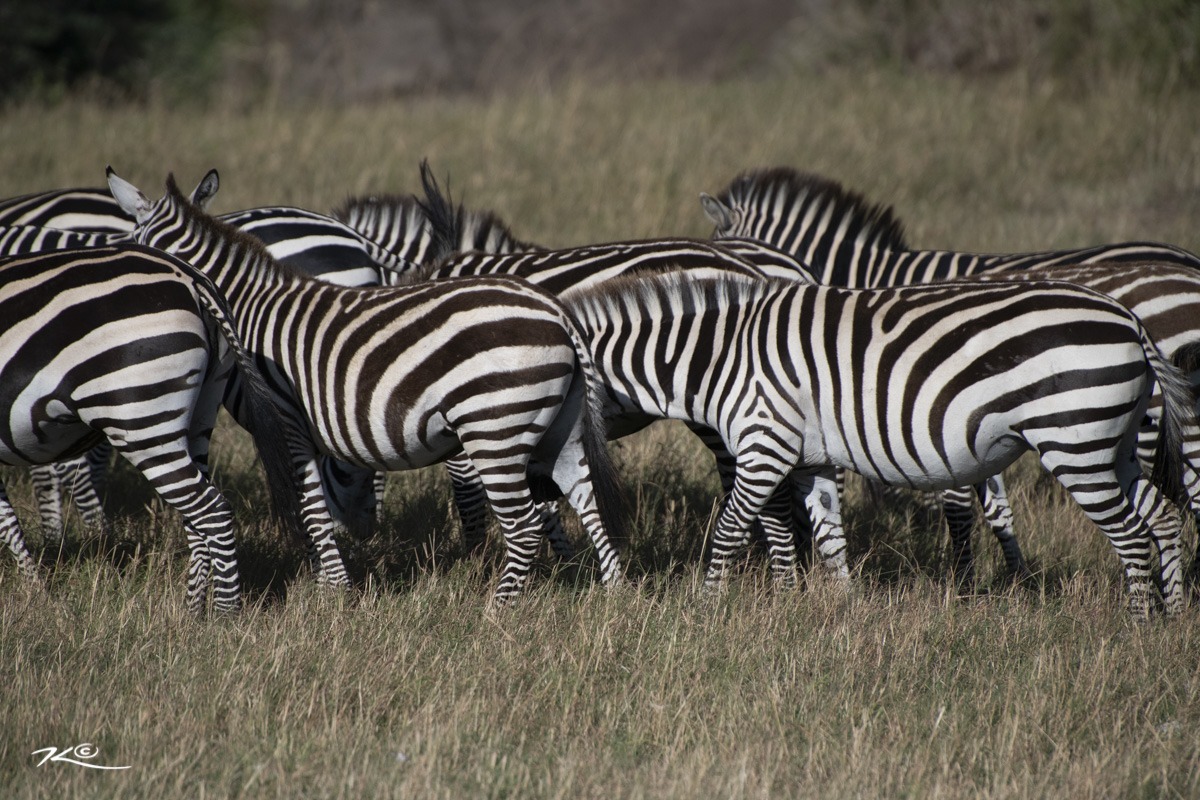 Masai Mara